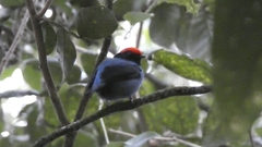 Chiroxiphia caudata