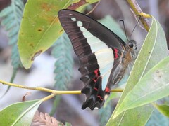 Graphium choredon