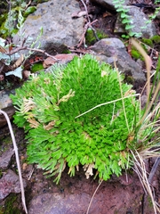 Selaginella pilifera