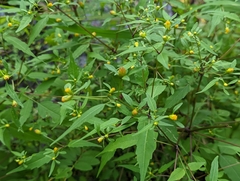 Bidens discoidea
