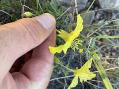 Oenothera hartwegii