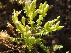 Ericameria ericoides