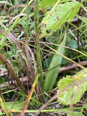 Spiranthes casei