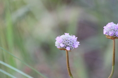 Armeria maritima