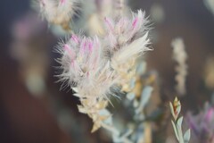 Ptilotus whitei