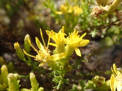 Ericameria ericoides