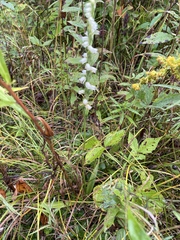 Spiranthes casei