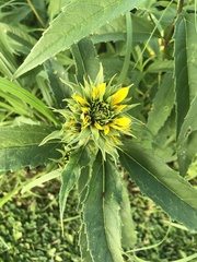 Helianthus grosseserratus