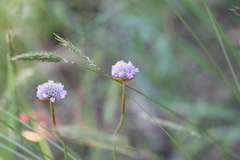 Armeria maritima