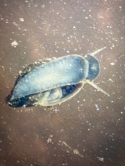 Physa
