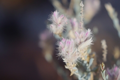 Ptilotus whitei