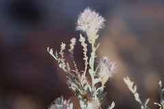 Ptilotus whitei