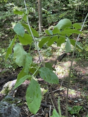 Sambucus racemosa