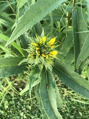 Helianthus grosseserratus