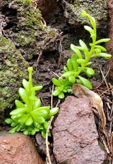 Sedum wrightii
