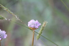 Armeria maritima