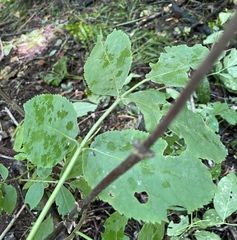 Sambucus racemosa