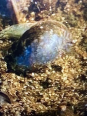 Physa