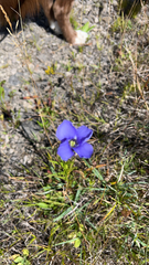 Gentianopsis virgata