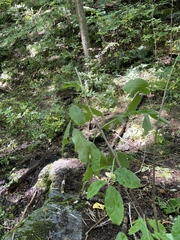 Sambucus racemosa