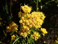 Euthamia occidentalis