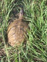 Terrapene carolina triunguis