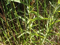 Euthamia occidentalis