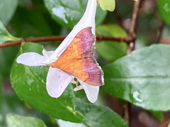 Pyrausta bicoloralis