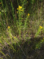 Euthamia occidentalis