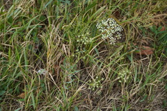 Falcaria vulgaris