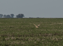 Falco femoralis