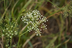 Falcaria vulgaris