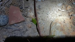 Eumodicogryllus bordigalensis