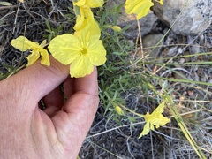 Oenothera hartwegii