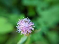 Odontocorynus salebrosus