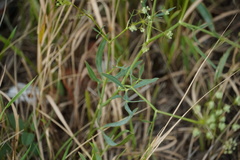 Falcaria vulgaris