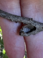 Dryocosmus asymmetricus