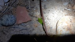 Eumodicogryllus bordigalensis