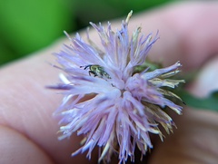 Odontocorynus salebrosus
