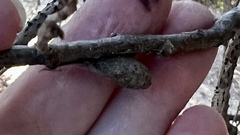 Dryocosmus asymmetricus
