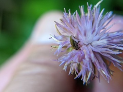 Odontocorynus salebrosus