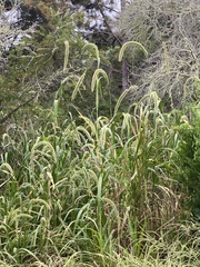 Setaria magna