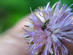 Odontocorynus salebrosus