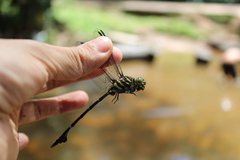 Gomphidae