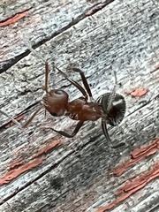 Camponotus planatus