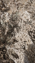 Artemisia argentea image