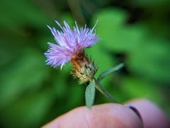 Centaurea nigrescens