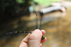Gomphidae