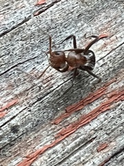 Camponotus planatus
