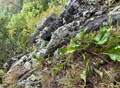 Solidago arguta harrisii